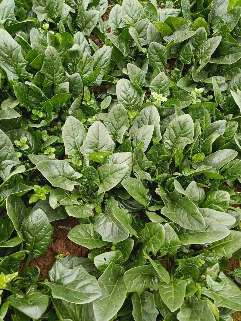 【热卖】汝州市菠菜大量上市产地直发量大从优欢迎电联