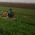 【热卖】汝州市菠菜大量上市产地直发量大从优欢迎电联