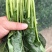 【热卖】汝州市菠菜大量上市产地直发量大从优欢迎电联