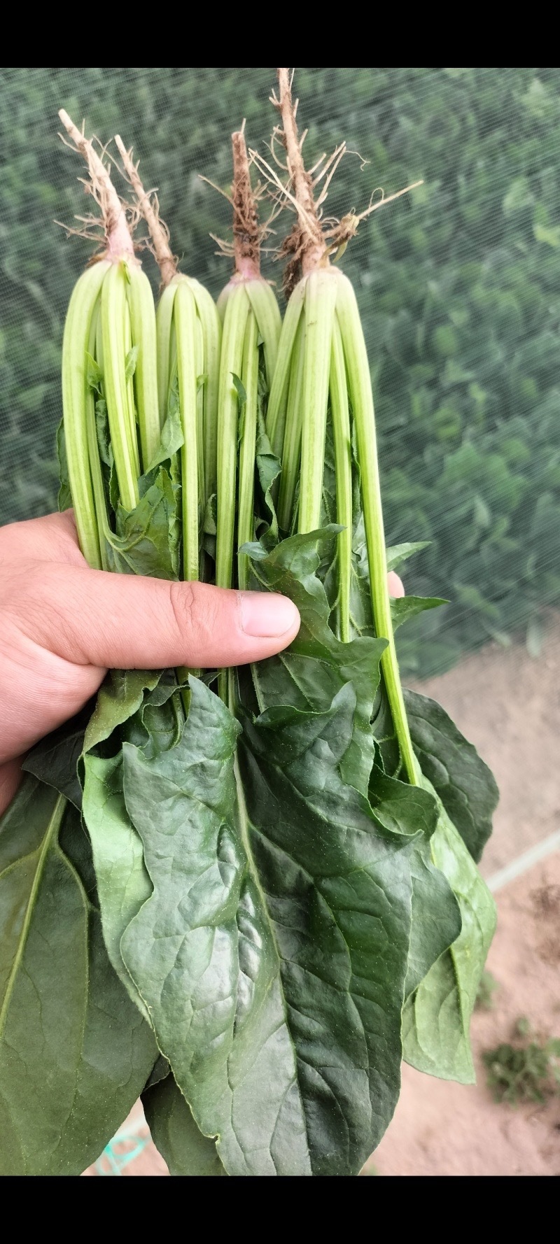 【热卖】汝州市菠菜大量上市产地直发量大从优欢迎电联