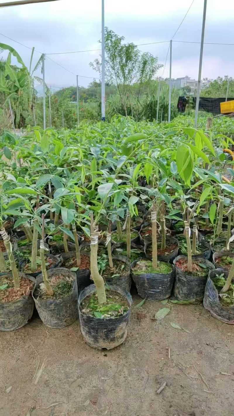 广东电白正宗奇楠沉香树苗基地直发带土带叶欢迎随时订购