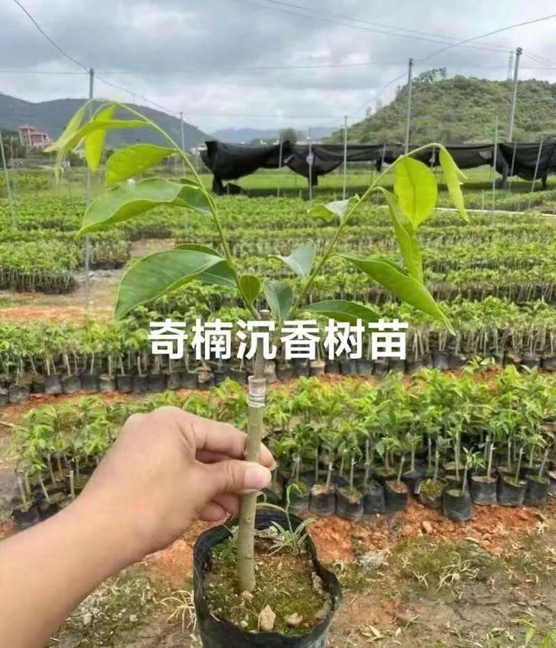 广东电白正宗奇楠沉香树苗基地直发带土带叶欢迎随时订购