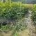 广东电白正宗奇楠沉香树苗基地直发带土带叶欢迎随时订购