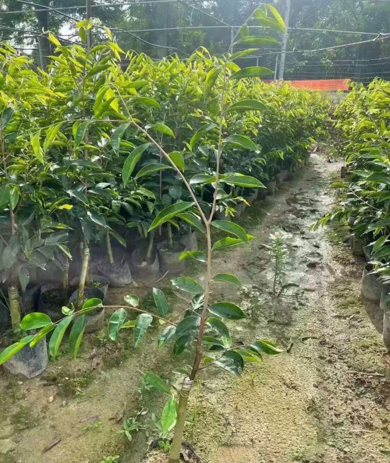 广东电白正宗奇楠沉香树苗基地直发带土带叶欢迎随时订购
