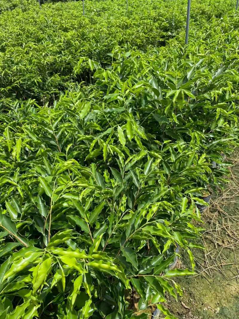 广东电白正宗奇楠沉香树苗基地直发带土带叶欢迎随时订购