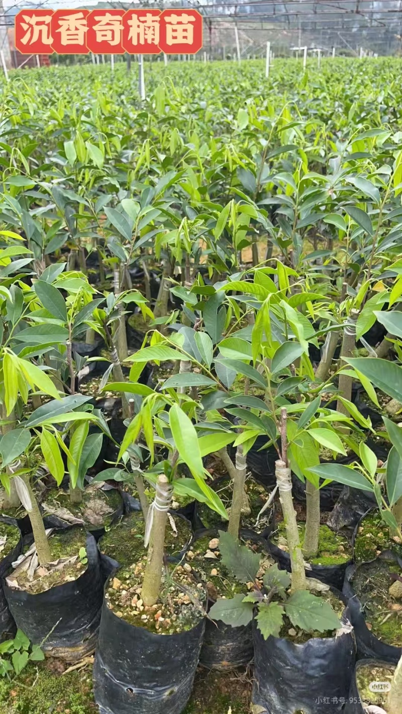 广东电白正宗奇楠沉香树苗基地直发带土带叶欢迎随时订购