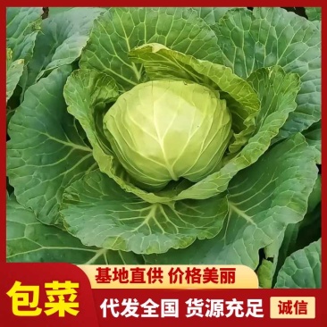 【热卖】汝州市包菜新鲜上市基地直供质优价廉欢迎电联