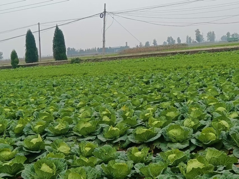 【热卖】汝州市包菜新鲜上市基地直供质优价廉欢迎电联