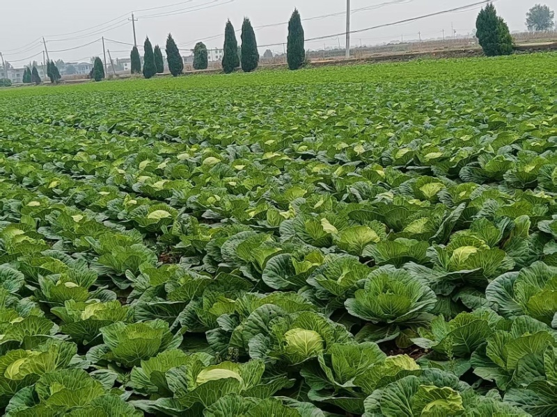 【热卖】汝州市包菜新鲜上市基地直供质优价廉欢迎电联