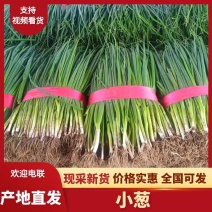 【热卖】汝州市小葱大量上市现采现发质优价廉欢迎电联