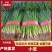 【热卖】汝州市小葱大量上市现采现发质优价廉欢迎电联