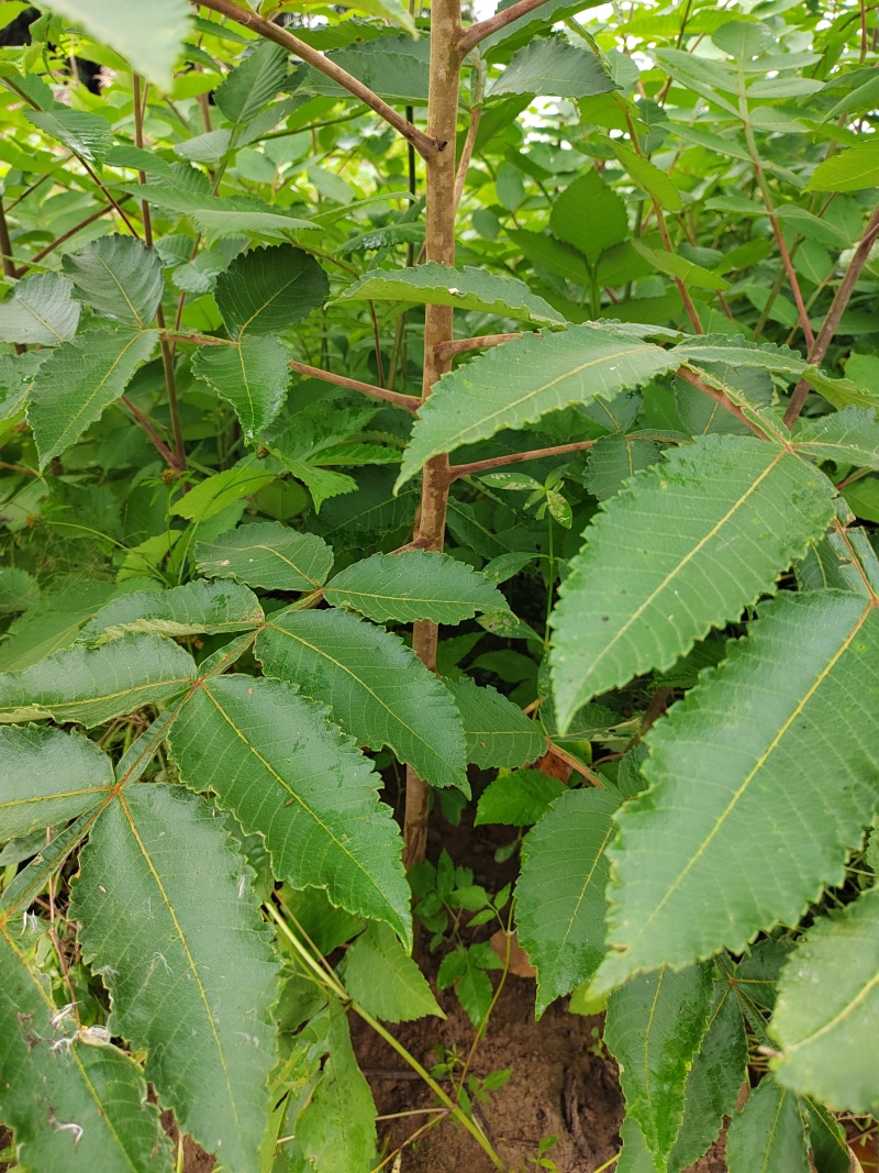 【推荐】五倍子苗盐肤木成活率高一手货源量大从优