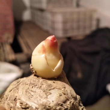 姜种批发基地丨山东脱毒催芽丨亩产过万丨小黄姜种等