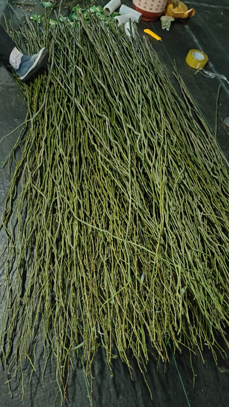 国风龙柳鲜枝水培插花客厅水培植物花卉四季好养绿植懒人水培