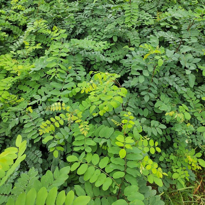【推荐】刺槐苗盐肤木成活率高一手货源量大从优