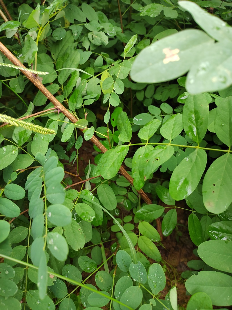 【推荐】刺槐苗盐肤木成活率高一手货源量大从优