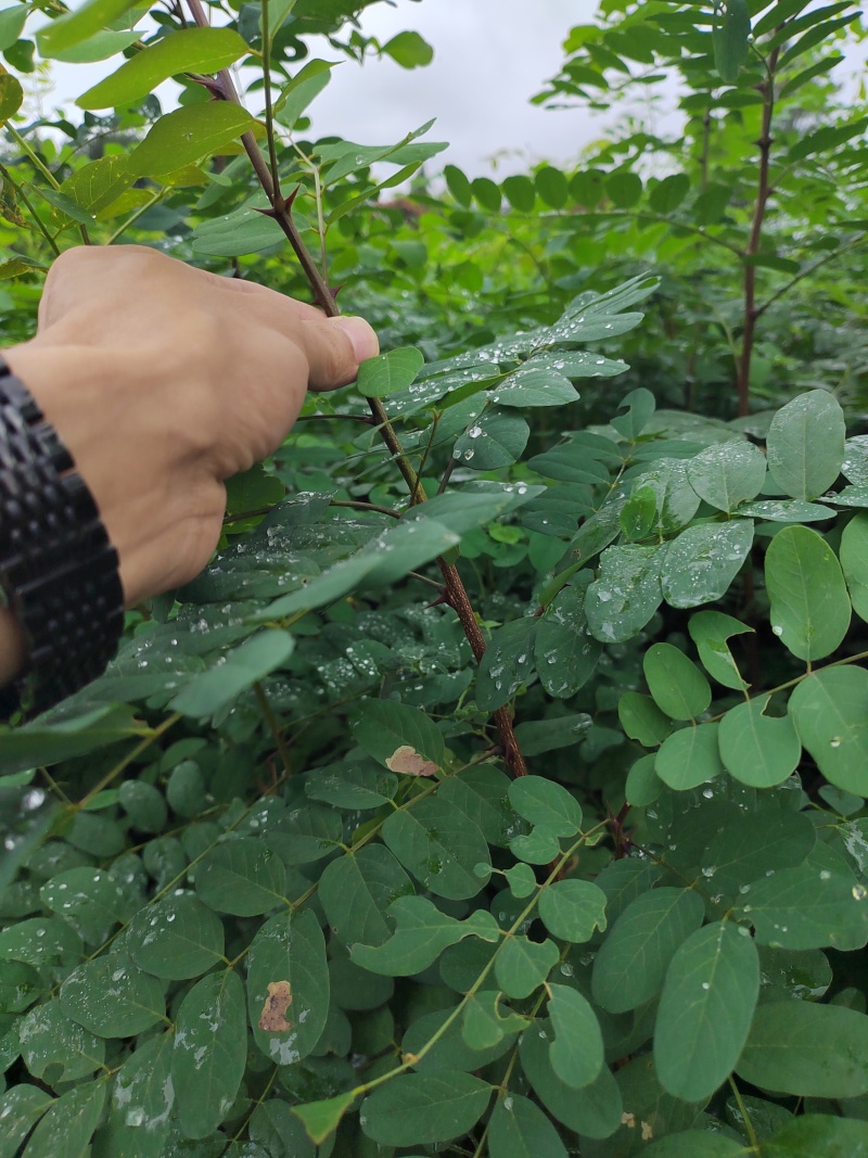 【推荐】刺槐苗盐肤木成活率高一手货源量大从优