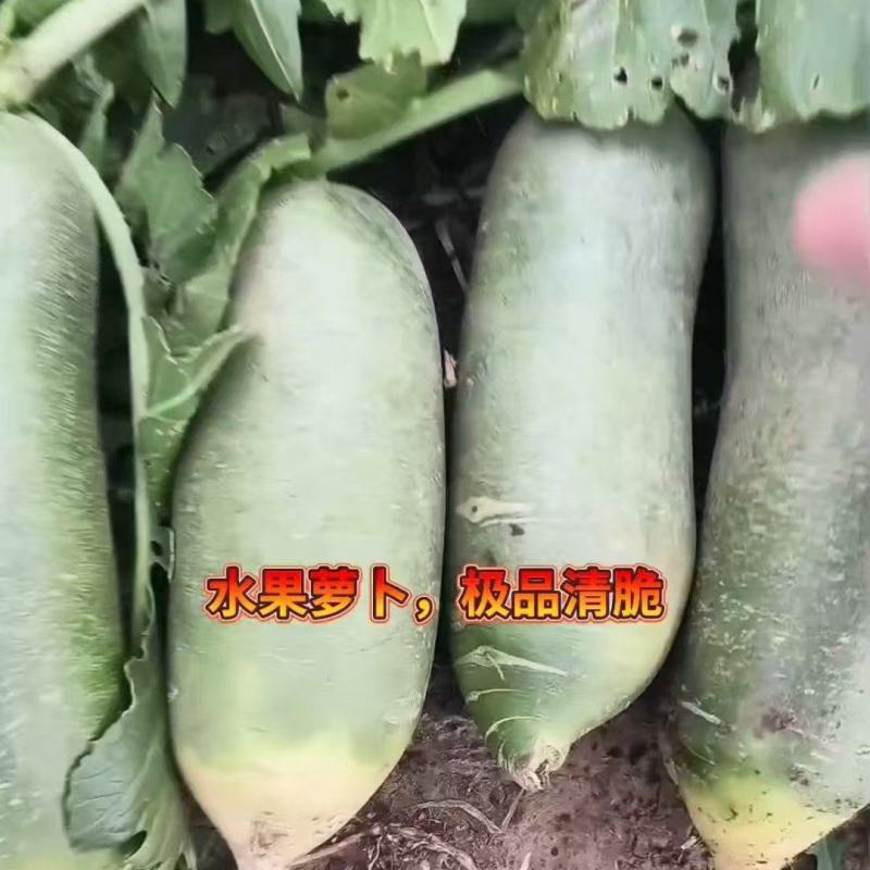 水果萝卜