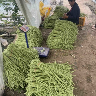 长豆角。质量优。