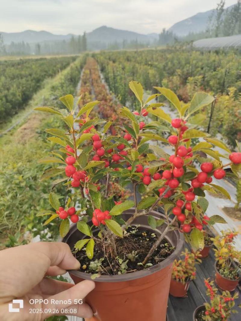 批发北美冬青盆栽50000盆，盆上高度20-40公分