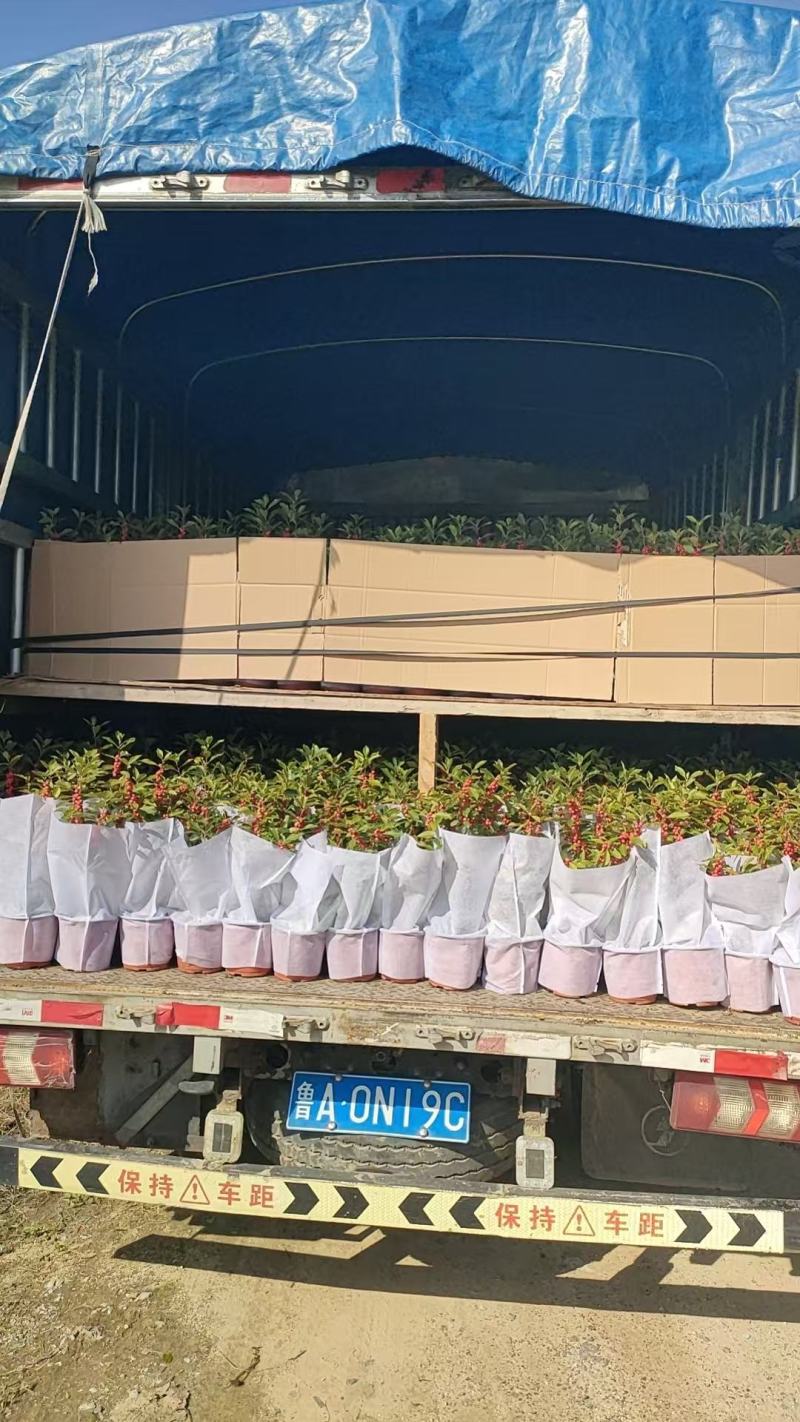 批发北美冬青盆栽50000盆，盆上高度20-40公分