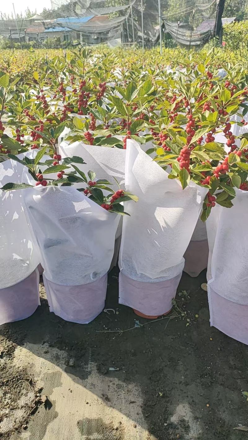 批发北美冬青盆栽50000盆，盆上高度20-40公分