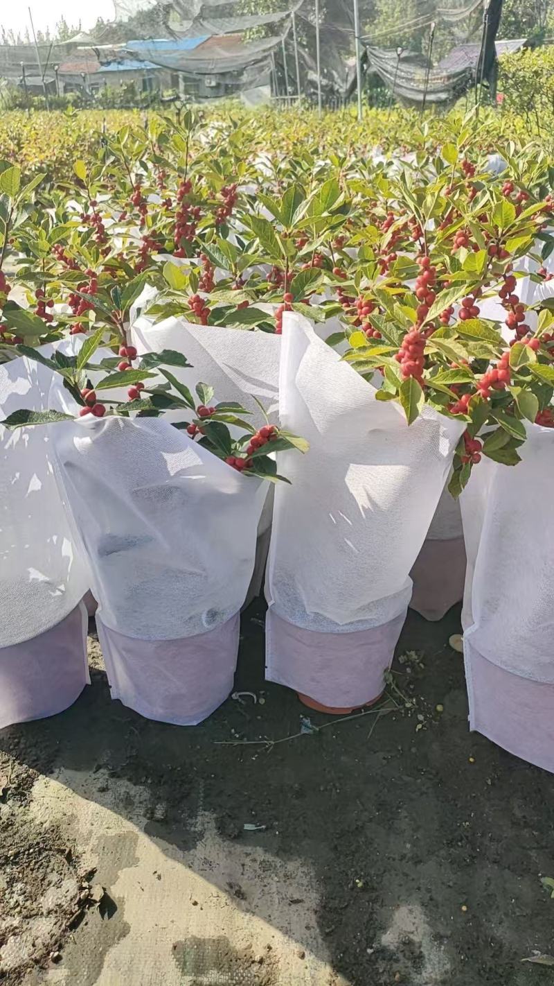 批发北美冬青盆栽50000盆，盆上高度20-40公分