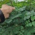 【推荐】刺槐苗盐肤木成活率高一手货源量大从优