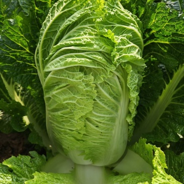 大白菜