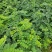 【推荐】刺槐苗盐肤木成活率高一手货源量大从优