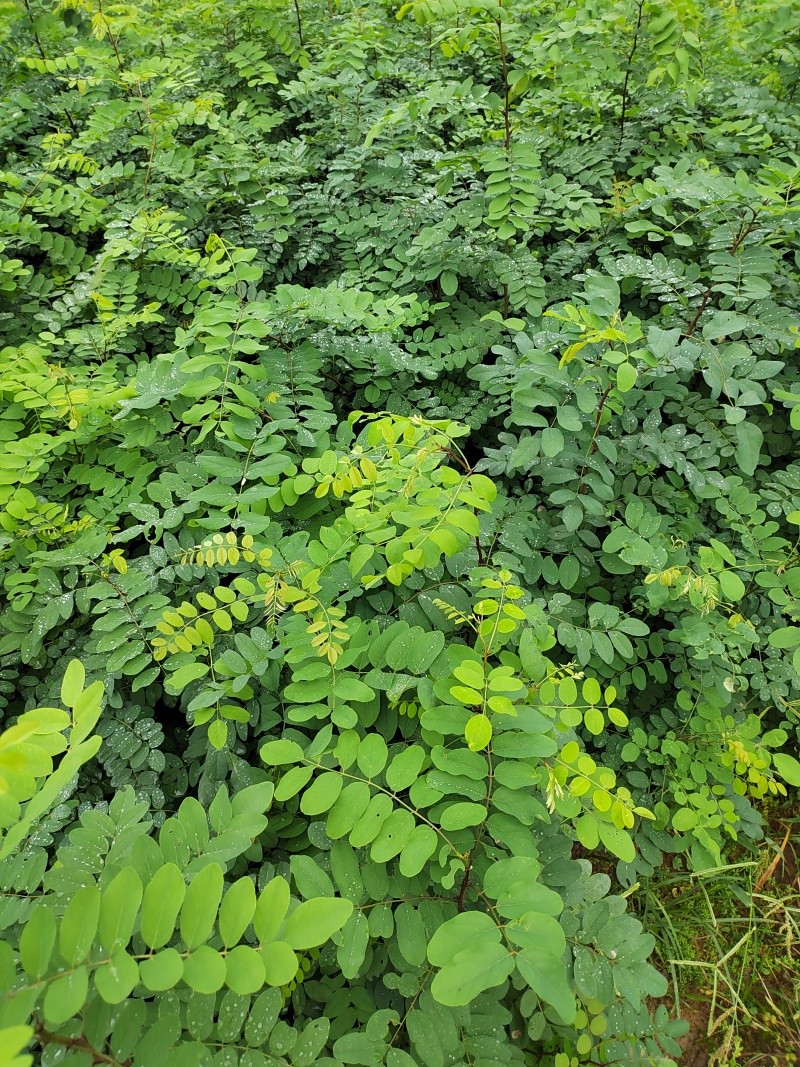 【推荐】刺槐苗盐肤木成活率高一手货源量大从优