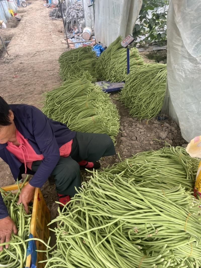 长豆角。质量优。