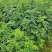 【推荐】刺槐苗盐肤木成活率高一手货源量大从优