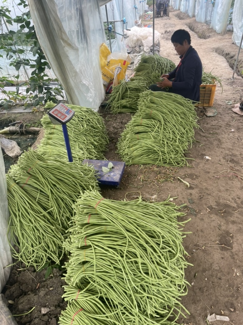 长豆角。质量优。