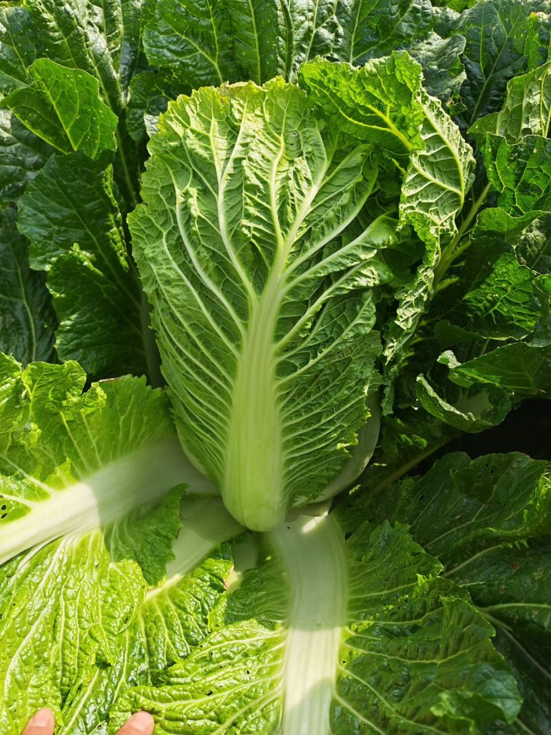 大白菜