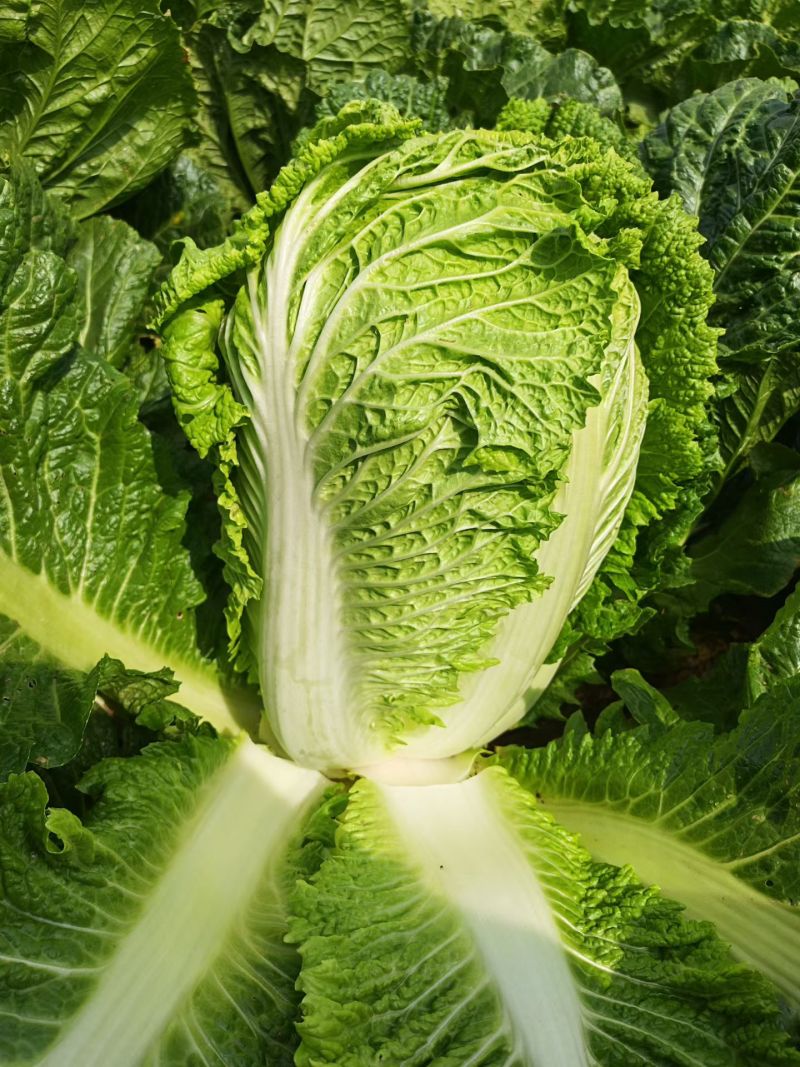 大白菜