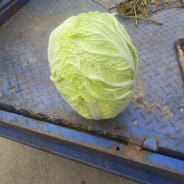 黄心菜