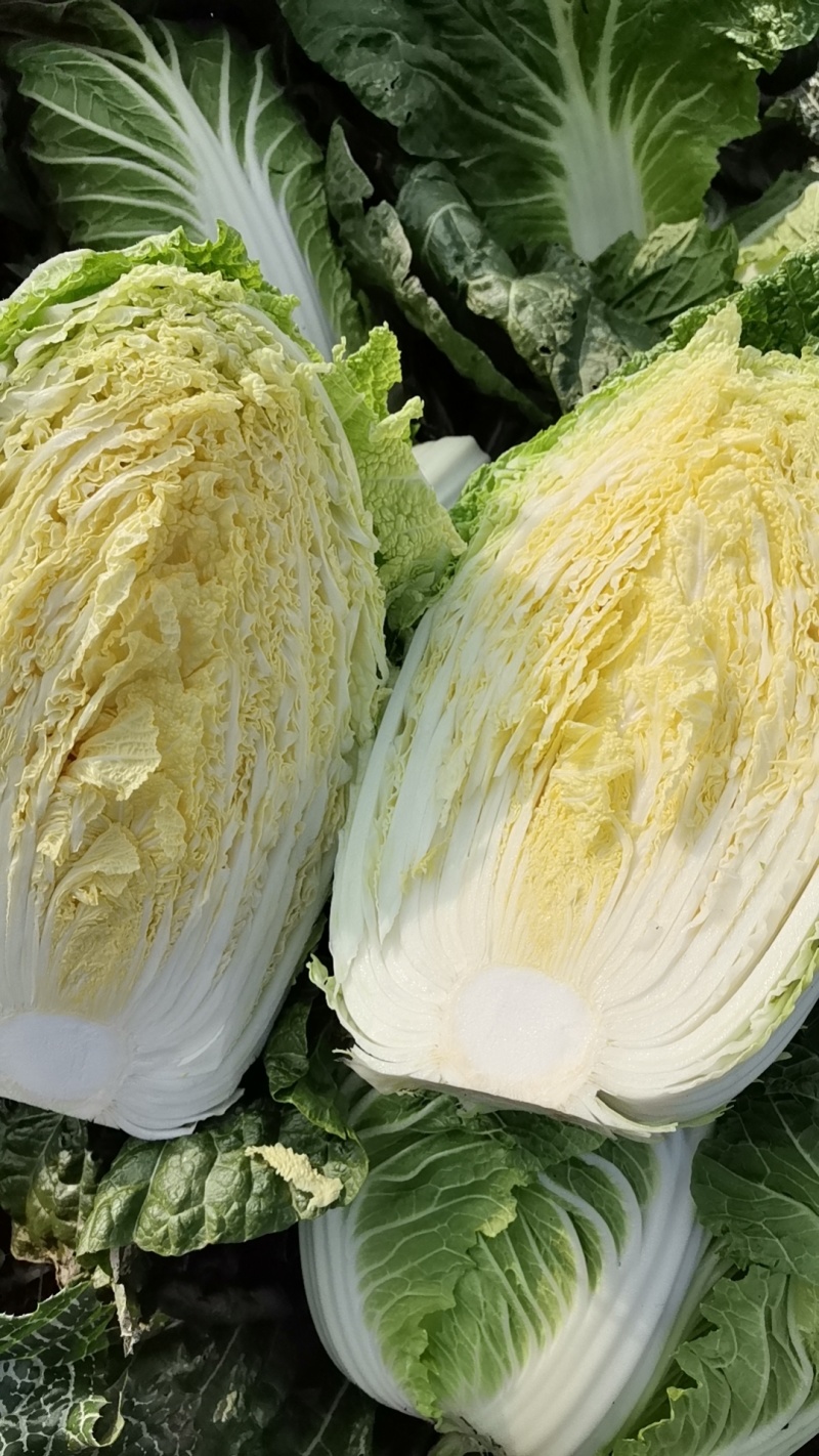 黄心菜