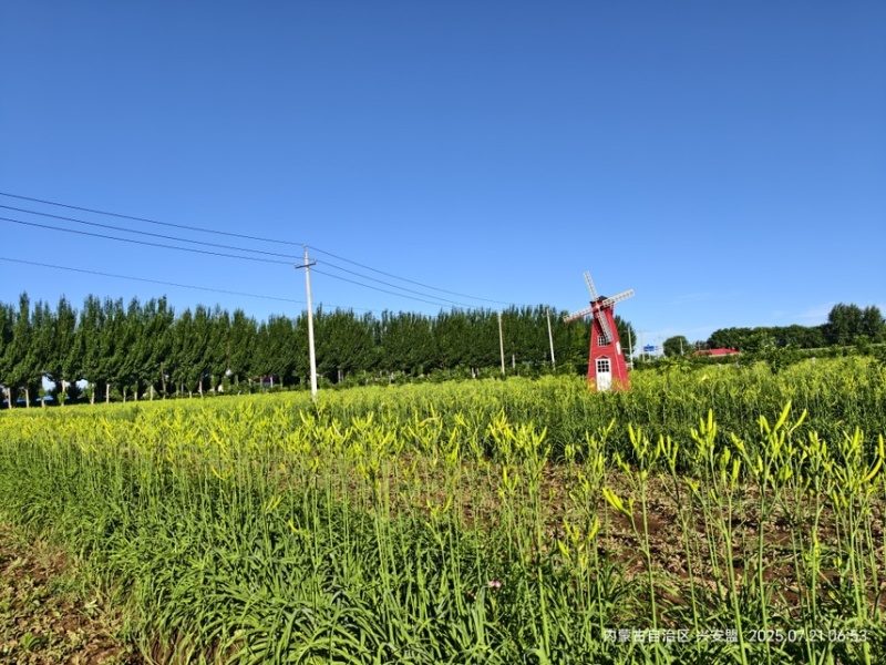 【热卖】内蒙古直发干黄花菜自然晾干0添加好品质欢迎选购