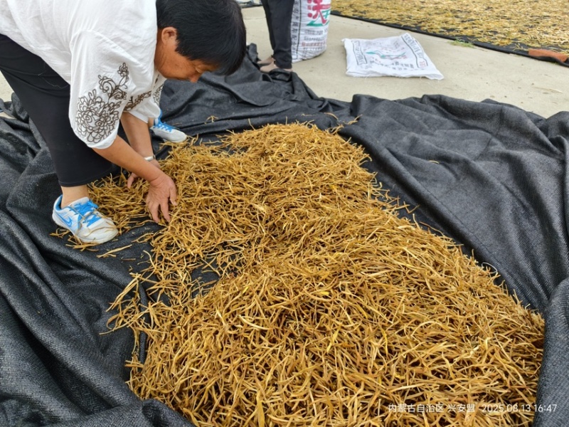 【热卖】内蒙古直发干黄花菜自然晾干0添加好品质欢迎选购