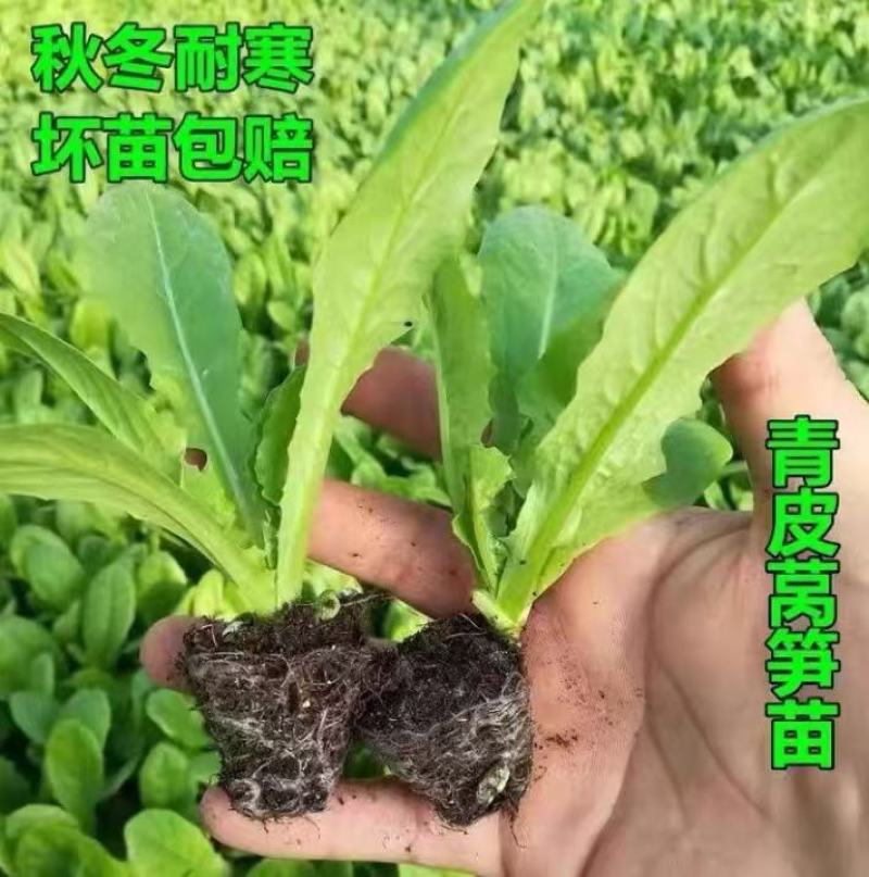 蔬菜苗耐寒莴苣秧苗青皮红皮莴笋苗阳台芹菜苗生菜苗秋冬种植