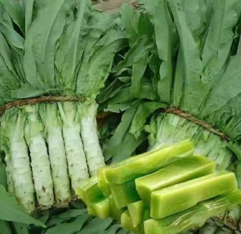 蔬菜苗耐寒莴苣秧苗青皮红皮莴笋苗阳台芹菜苗生菜苗秋冬种植