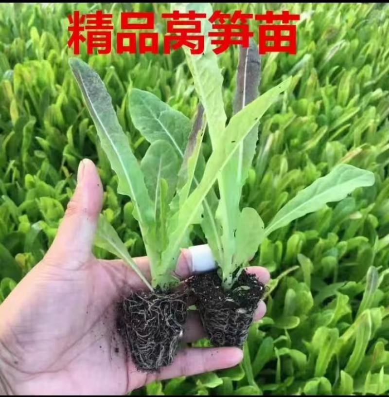 蔬菜苗耐寒莴苣秧苗青皮红皮莴笋苗阳台芹菜苗生菜苗秋冬种植