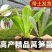 蔬菜苗耐寒莴苣秧苗青皮红皮莴笋苗阳台芹菜苗生菜苗秋冬种植