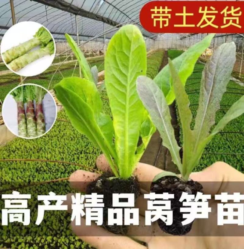 蔬菜苗耐寒莴苣秧苗青皮红皮莴笋苗阳台芹菜苗生菜苗秋冬种植