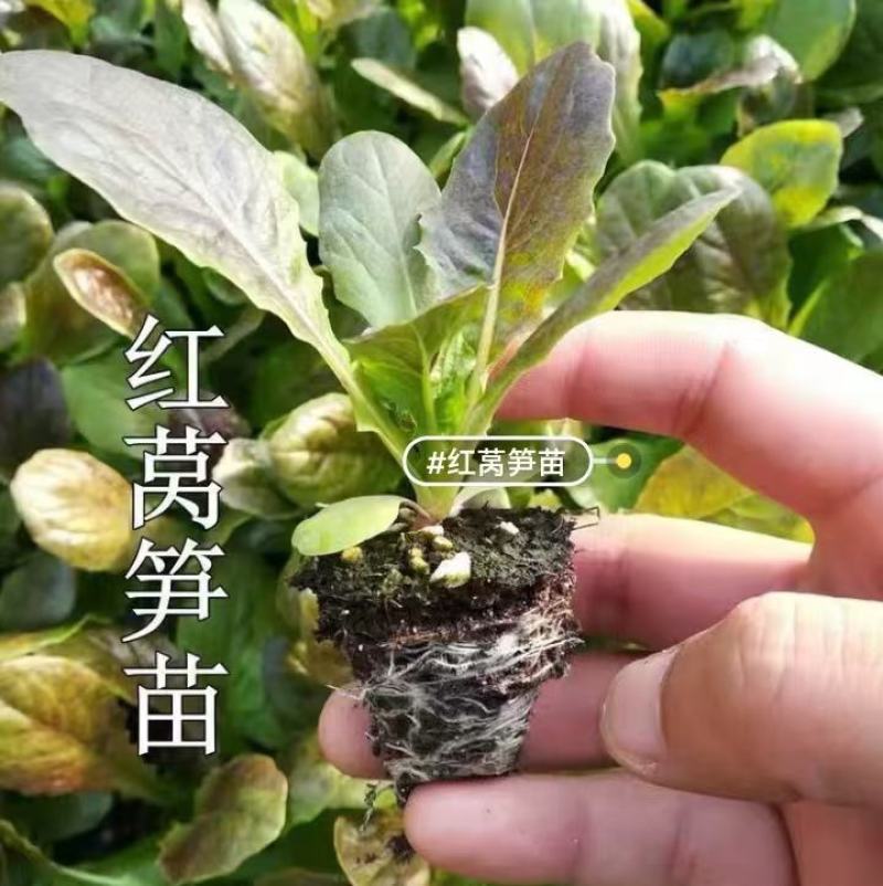 蔬菜苗耐寒莴苣秧苗青皮红皮莴笋苗阳台芹菜苗生菜苗秋冬种植