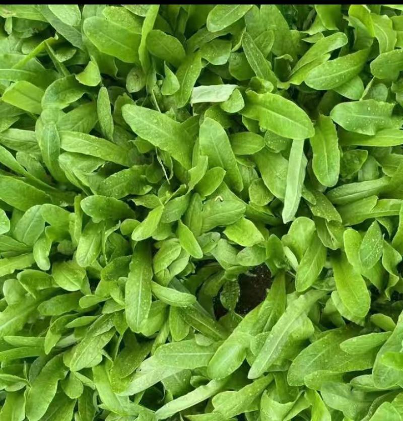 蔬菜苗耐寒莴苣秧苗青皮红皮莴笋苗阳台芹菜苗生菜苗秋冬种植