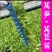 蔬菜苗耐寒莴苣秧苗青皮红皮莴笋苗阳台芹菜苗生菜苗秋冬种植