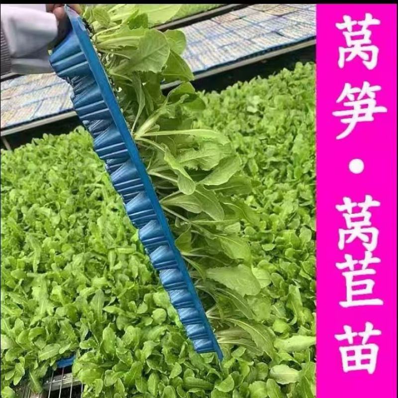 蔬菜苗耐寒莴苣秧苗青皮红皮莴笋苗阳台芹菜苗生菜苗秋冬种植