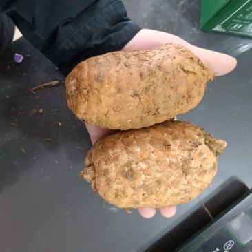 乌蒙山区高海拔天麻